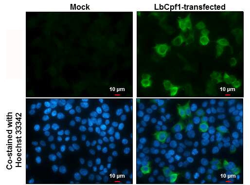 CPF1 Antibody in Immunocytochemistry (ICC/IF)