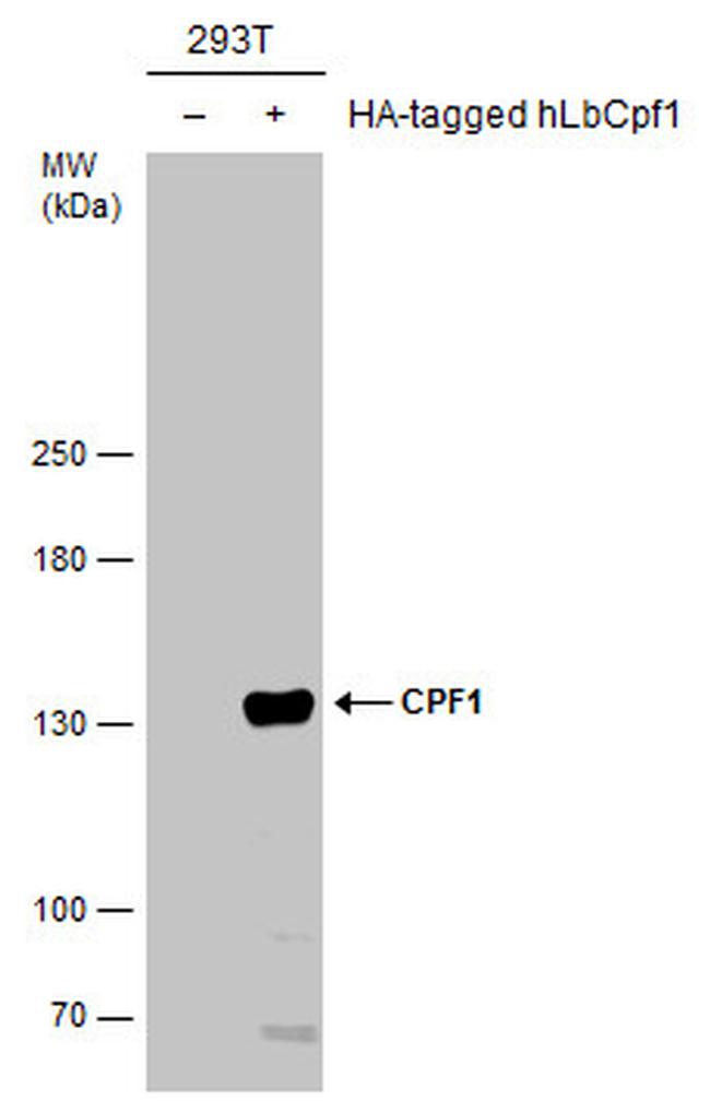 CPF1 Antibody in Western Blot (WB)