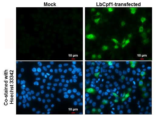 CPF1 Antibody in Immunocytochemistry (ICC/IF)