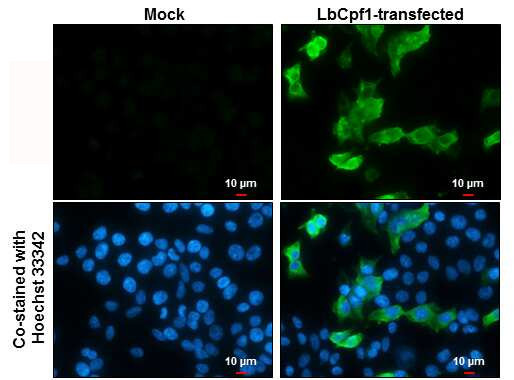 CPF1 Antibody in Immunocytochemistry (ICC/IF)