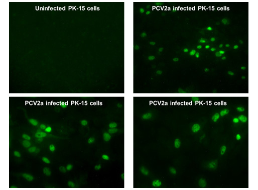 Porcine Circovirus Type 2 Replicase Antibody in Immunocytochemistry (ICC/IF)