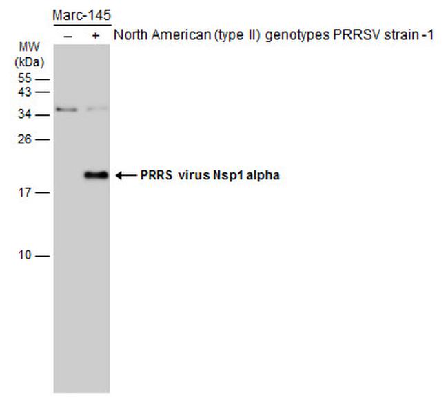 PRRS Virus Nsp1 alpha Protein Antibody in Western Blot (WB)