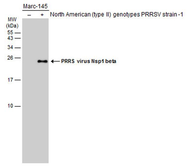 PRRS Virus Nsp1 beta Protein Antibody in Western Blot (WB)