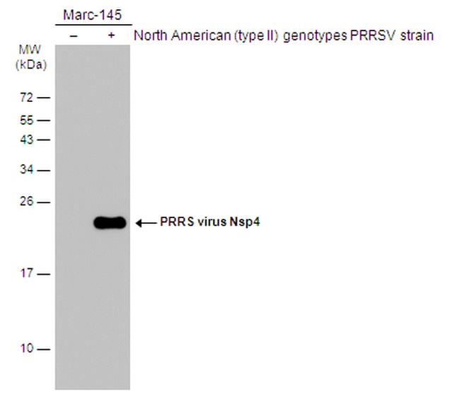 PRRS Virus Nsp4 Protein Antibody in Western Blot (WB)