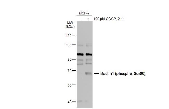 Phospho-Beclin 1 (Ser90) Antibody in Western Blot (WB)
