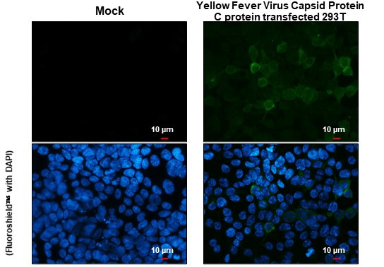 Yellow Fever Virus Capsid Protein C Antibody in Immunocytochemistry (ICC/IF)
