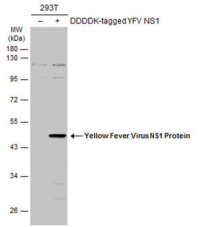 Yellow Fever Virus NS1 Antibody in Western Blot (WB)