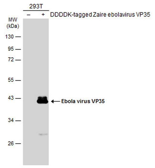 Ebola Virus VP35 Antibody in Western Blot (WB)
