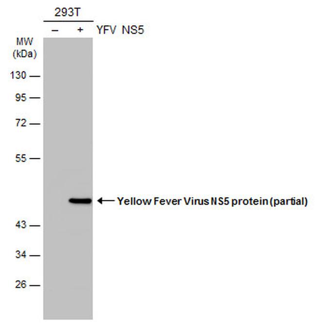 Yellow Fever Virus NS5 Antibody in Western Blot (WB)