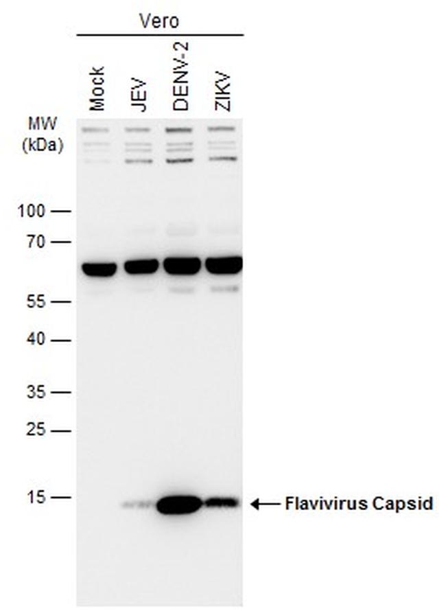 Flavivirus Capsid Antibody in Western Blot (WB)