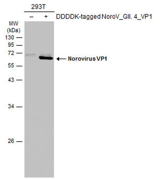 Norovirus VP1 Antibody in Western Blot (WB)