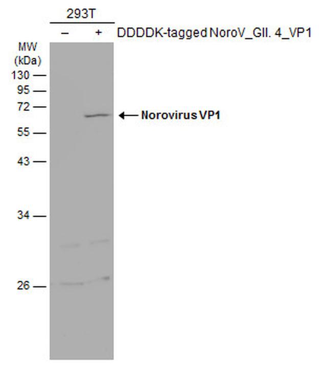 Norovirus VP1 Antibody in Western Blot (WB)