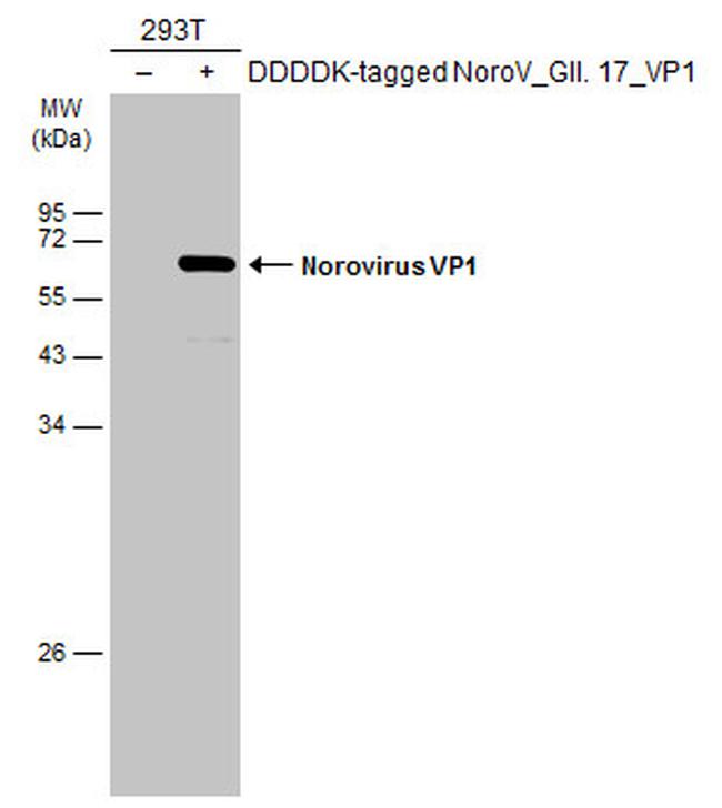 Norovirus VP1 Antibody in Western Blot (WB)