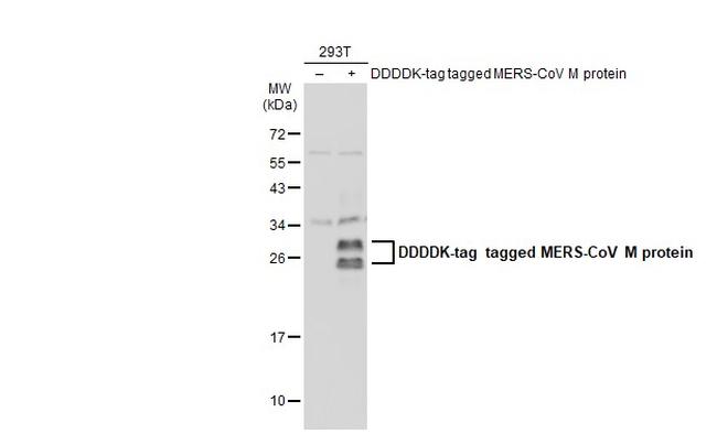 MERS Coronavirus M Antibody in Western Blot (WB)