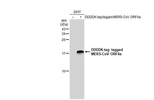 MERS Coronavirus ORF4a Antibody in Western Blot (WB)