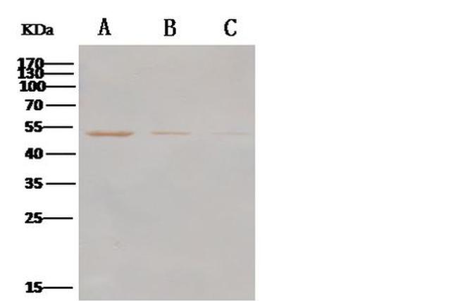MERS Coronavirus NP Antibody in Western Blot (WB)