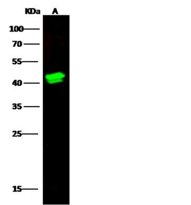 Langerin Antibody in Western Blot (WB)