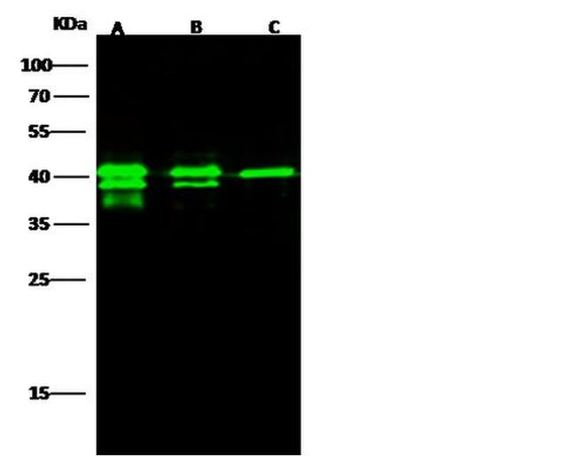 GPN1 Antibody in Western Blot (WB)