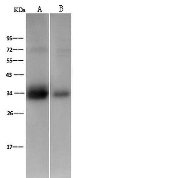 Cyclophilin E Antibody in Western Blot (WB)
