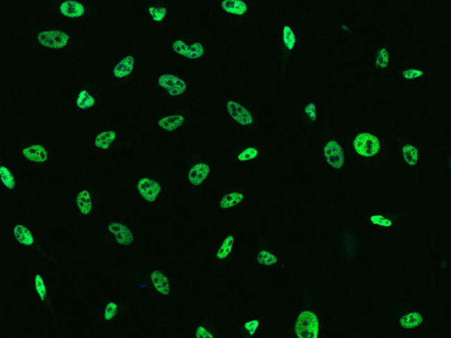 TCF12 Antibody in Immunocytochemistry (ICC/IF)