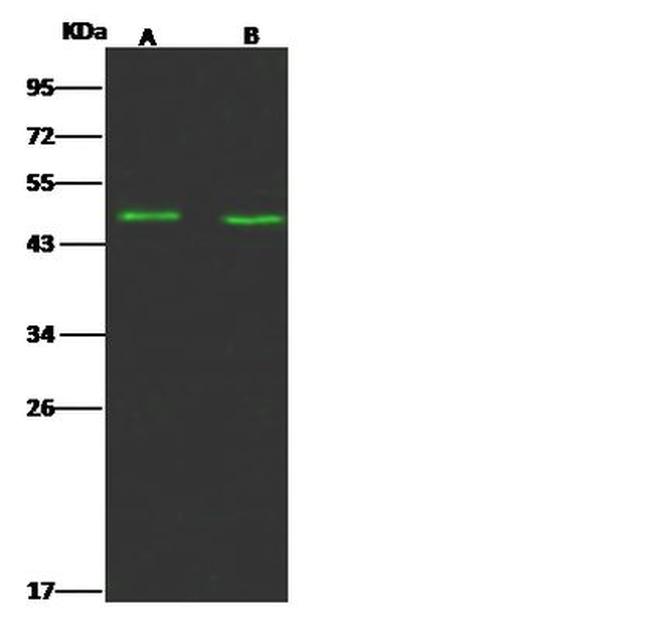 FCRLA Antibody in Western Blot (WB)