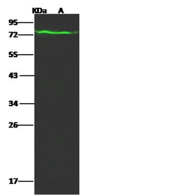 LRWD1 Antibody in Western Blot (WB)