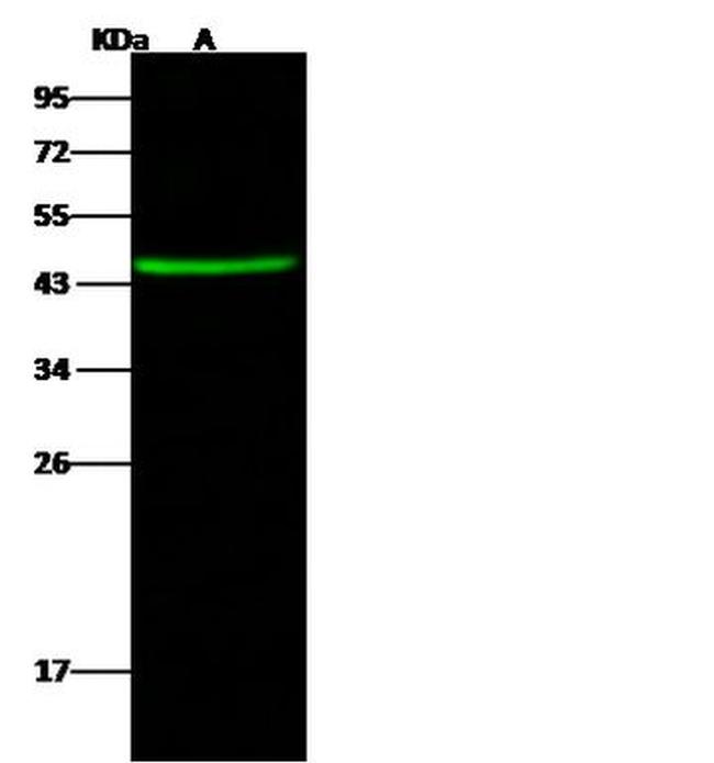 CCDC42 Antibody in Western Blot (WB)