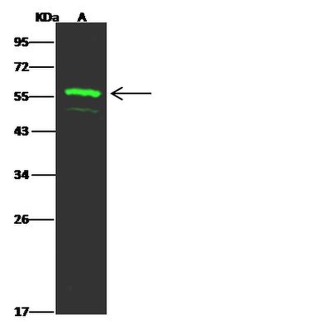 FAM98A Antibody in Western Blot (WB)