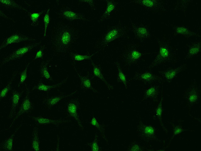 FBXO28 Antibody in Immunocytochemistry (ICC/IF)