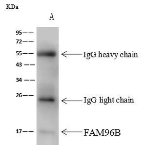 FAM96B Antibody in Immunoprecipitation (IP)