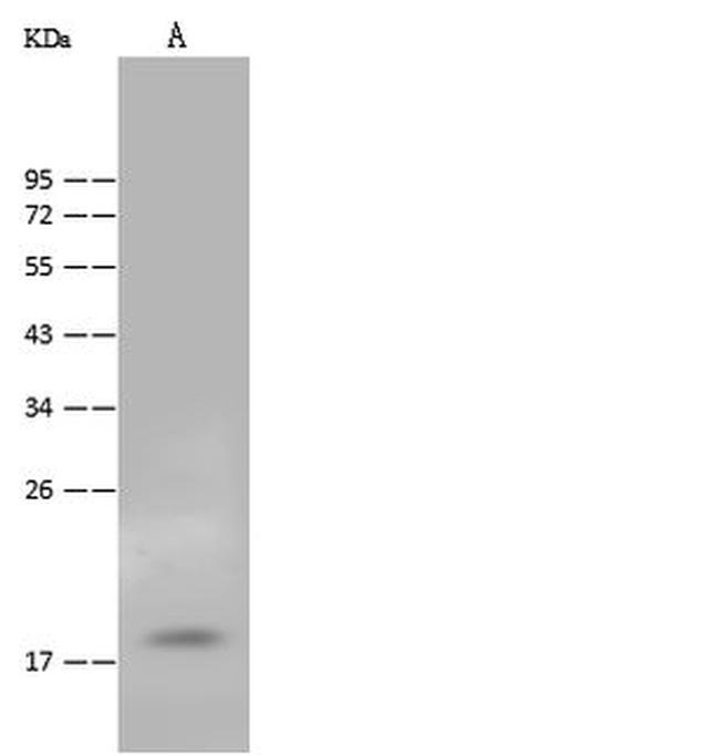FAM96B Antibody in Western Blot (WB)