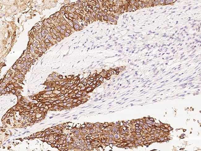 Folate Receptor alpha Antibody in Immunohistochemistry (Paraffin) (IHC (P))