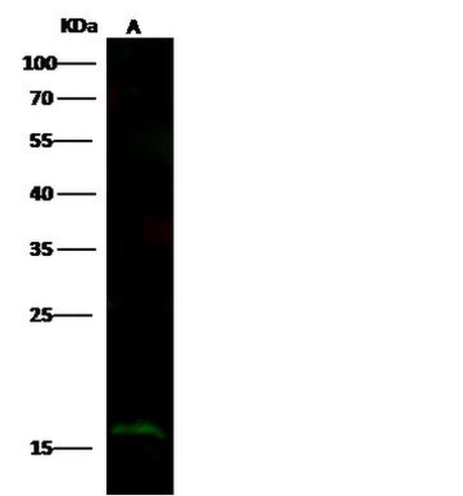 Serglycin Antibody in Western Blot (WB)