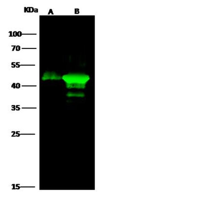 CKMT1A Antibody in Western Blot (WB)