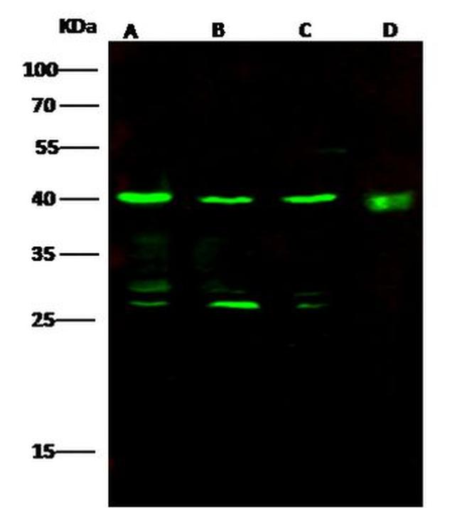 IVD Antibody in Western Blot (WB)