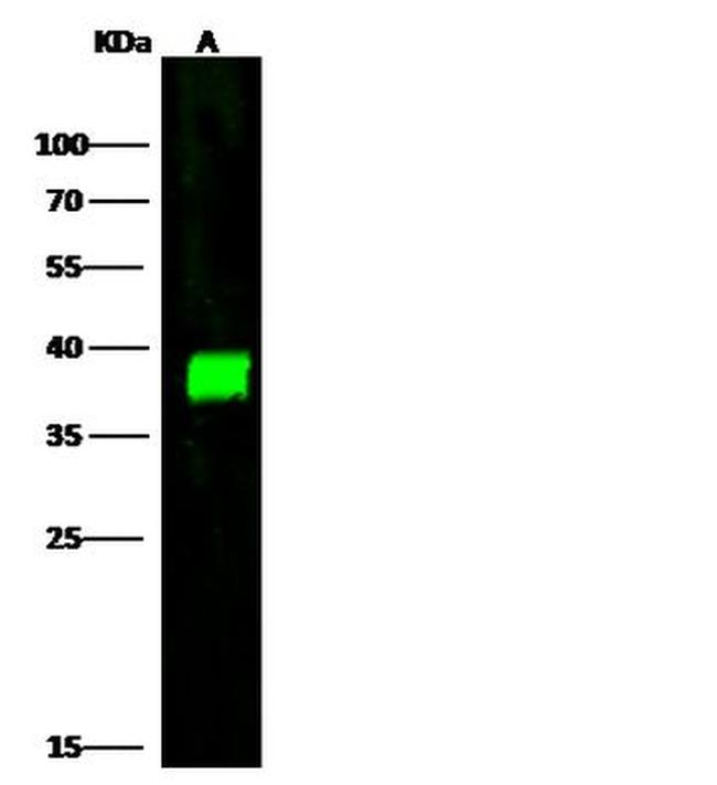 CAPG Antibody in Western Blot (WB)