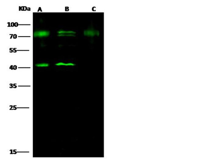 CERT Antibody in Western Blot (WB)