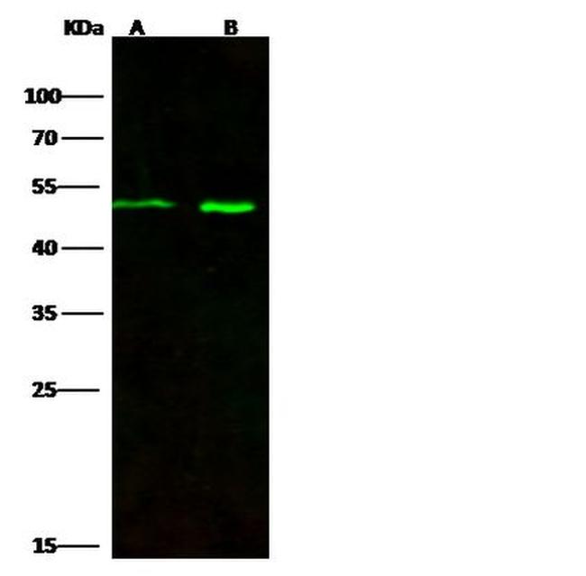 Draxin Antibody in Western Blot (WB)