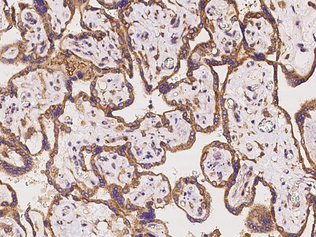 SIGLEC6 Antibody in Immunohistochemistry (Paraffin) (IHC (P))