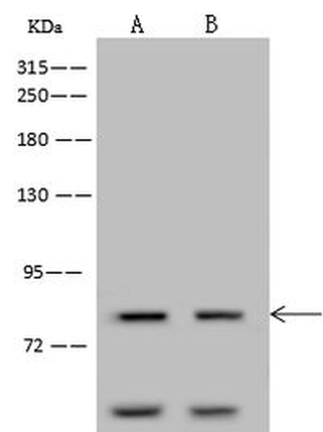 CDH12 Antibody in Western Blot (WB)