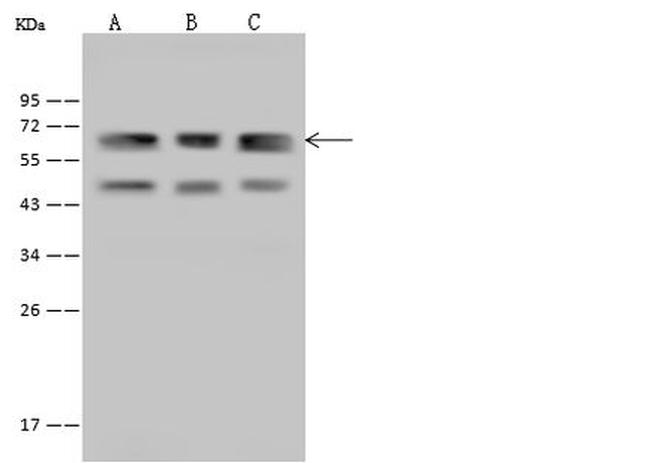 RIC8A Antibody in Western Blot (WB)