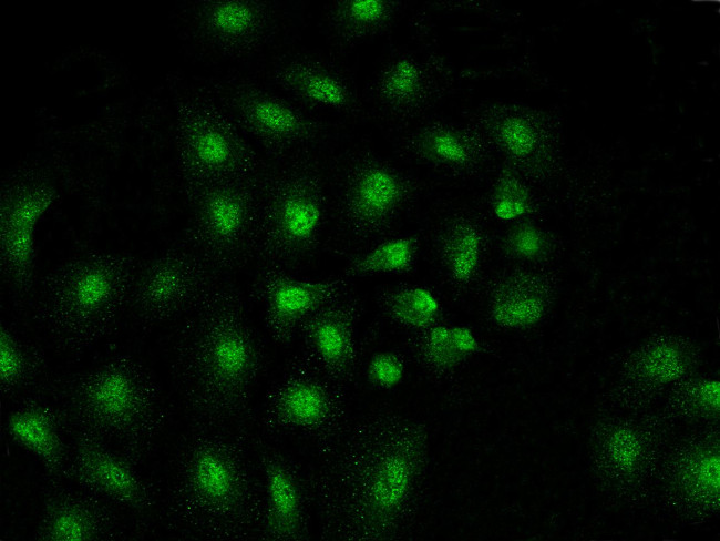 MAD2 Antibody in Immunocytochemistry (ICC/IF)