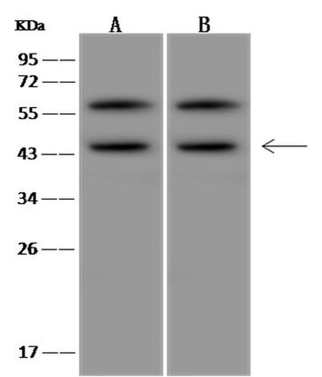 PELO Antibody in Western Blot (WB)