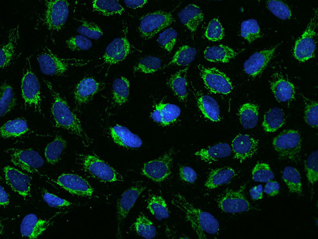 MRPS26 Antibody in Immunocytochemistry (ICC/IF)