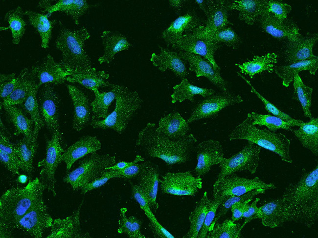Niban-like protein Antibody in Immunocytochemistry (ICC/IF)