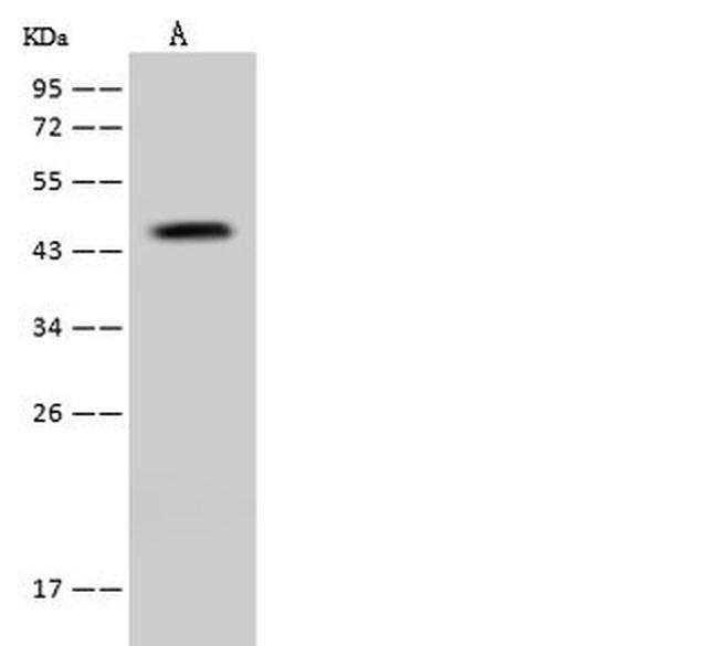 DGAT2 Antibody in Western Blot (WB)