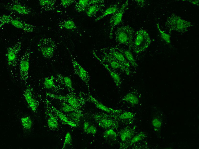 SUMO4 Antibody in Immunocytochemistry (ICC/IF)