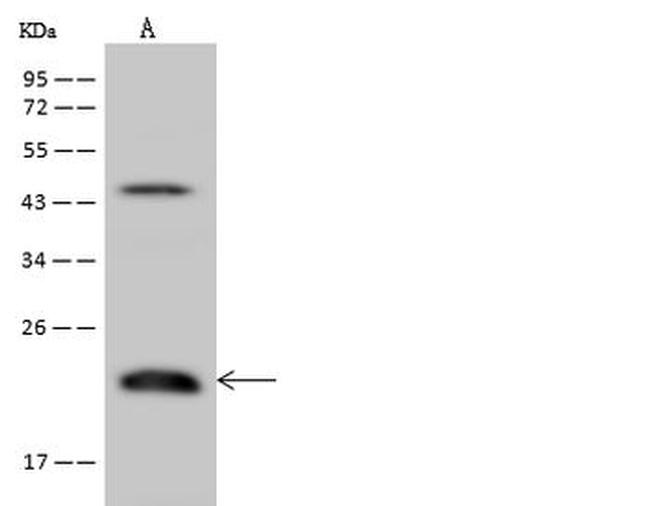 TMEM109 Antibody in Western Blot (WB)