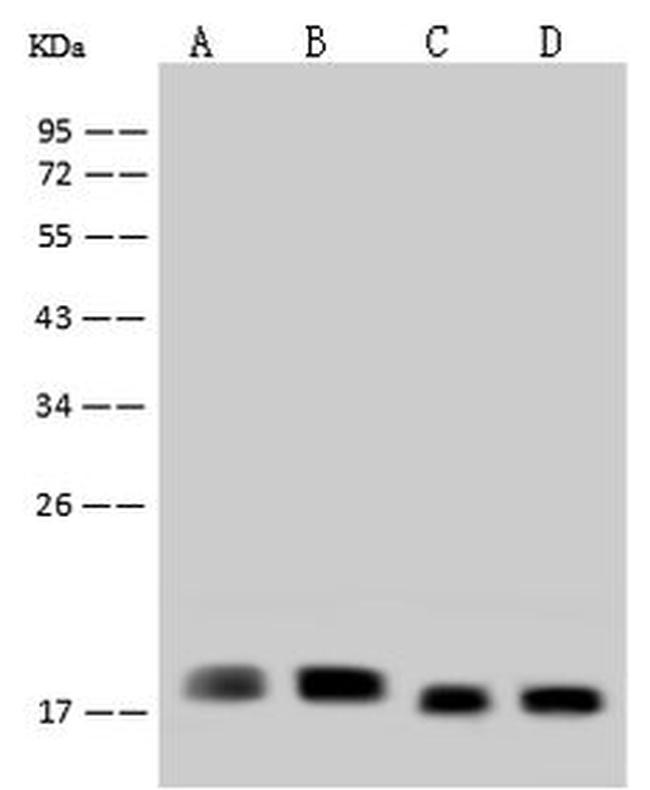 RPS14 Antibody in Western Blot (WB)