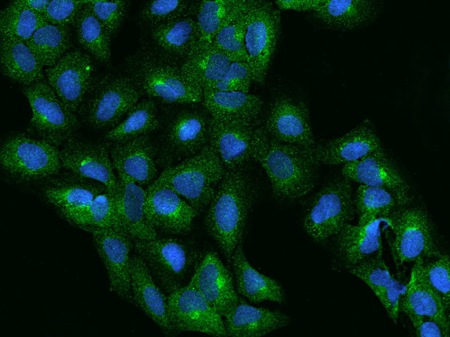 SCRN1 Antibody in Immunocytochemistry (ICC/IF)